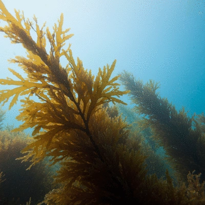 Close-up of brown seaweed, the source of alginates, in a clean, natural underwater setting